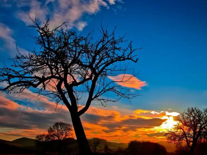 el arbol de mi vecino me quita el sol